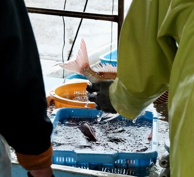 Fishing Port